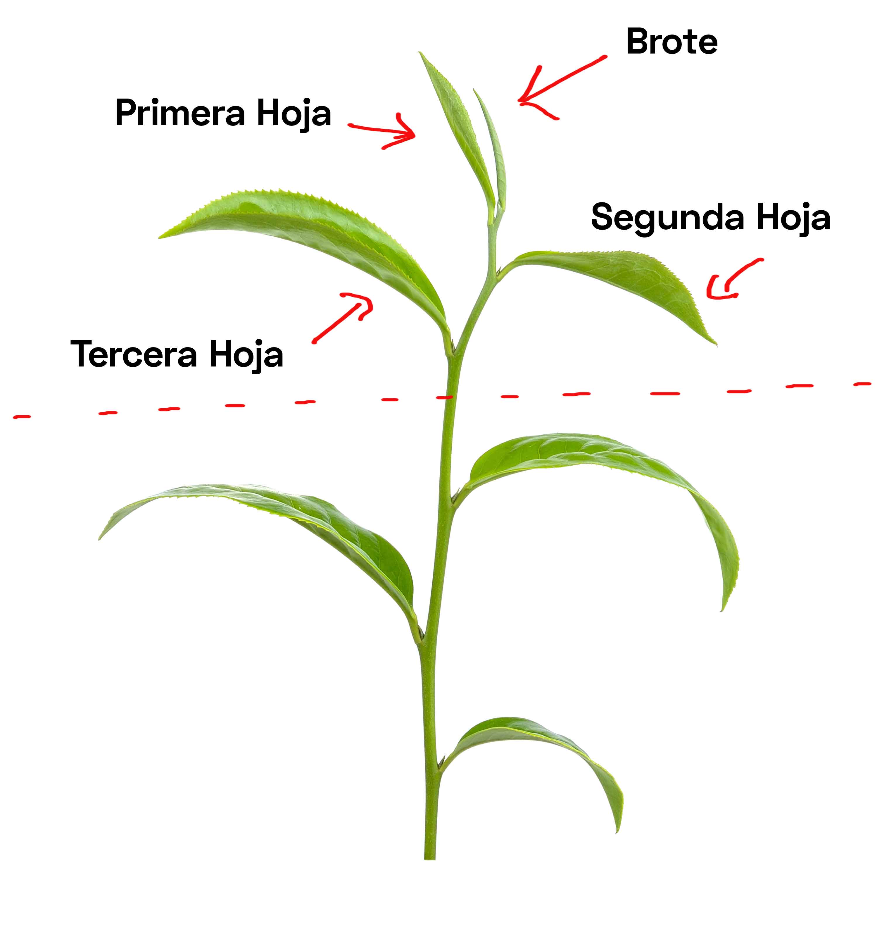 partes de la planta del te